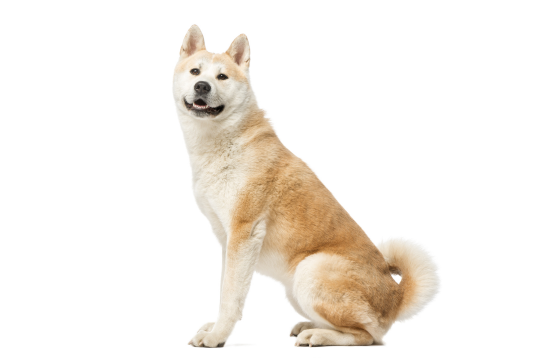Akita Inu